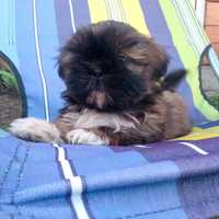 Piesek shihtzu trikolor