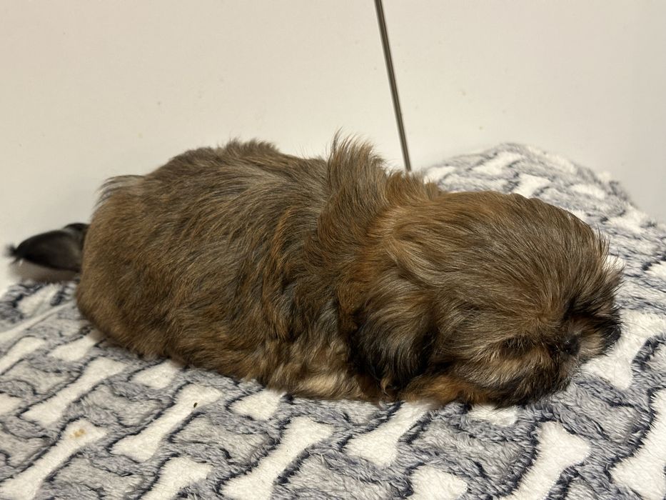 Czekoladowa sunia shih tzu DO ODBIORU