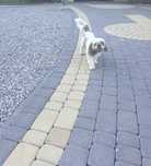 Shih tzu dorosły pies