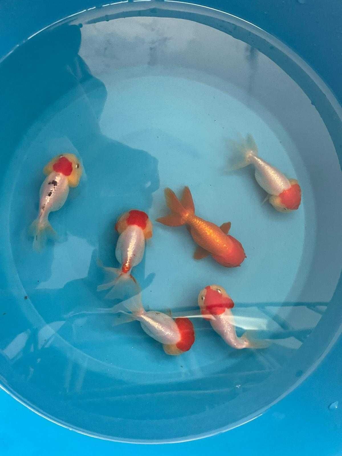 Oranda Ranchu Cabea de Leão 10cm