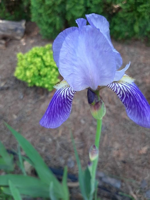 Irysy kosaćce fioletowe, niebieskie - 6 sadzonek