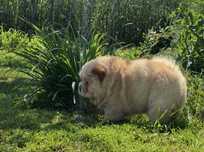 Chow chow suczka