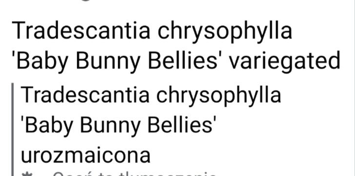 Trzykrotka Baby Bunny Bellies variegata
