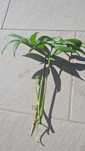Sprzedam Monstera Philodendron Zamiokulkas