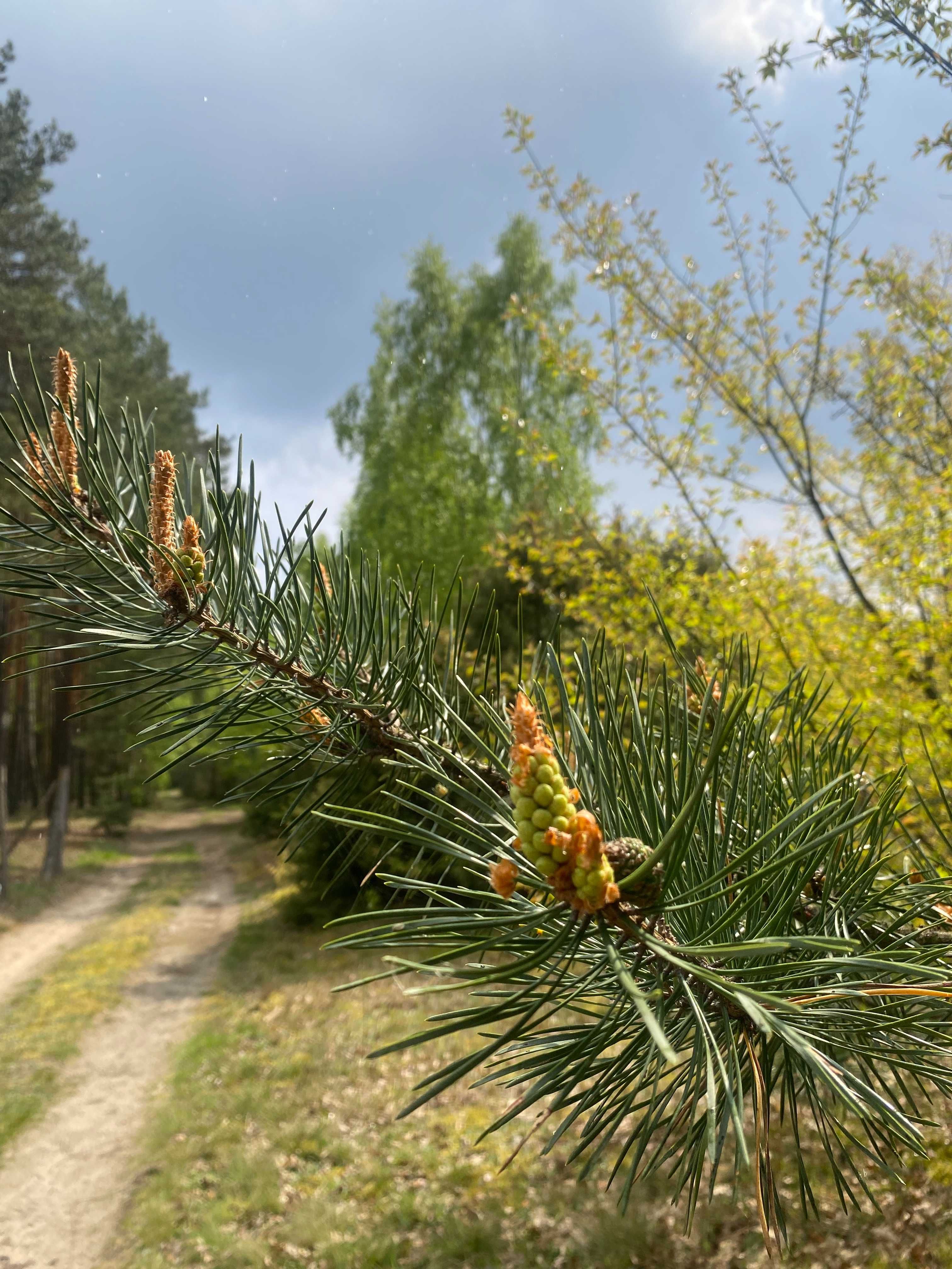 Lubilas domek do wynajęcia