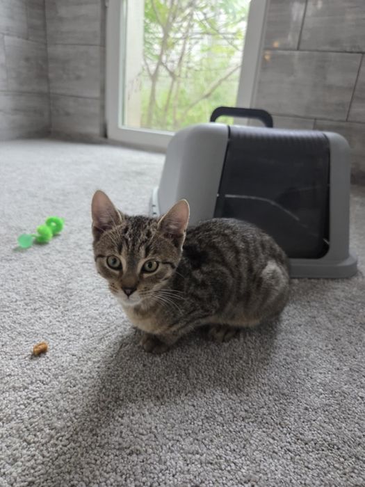 Rysiu, rozmruczany kociak szuka domu