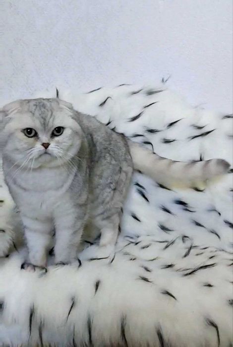 Яскраві шскотландські кошенята