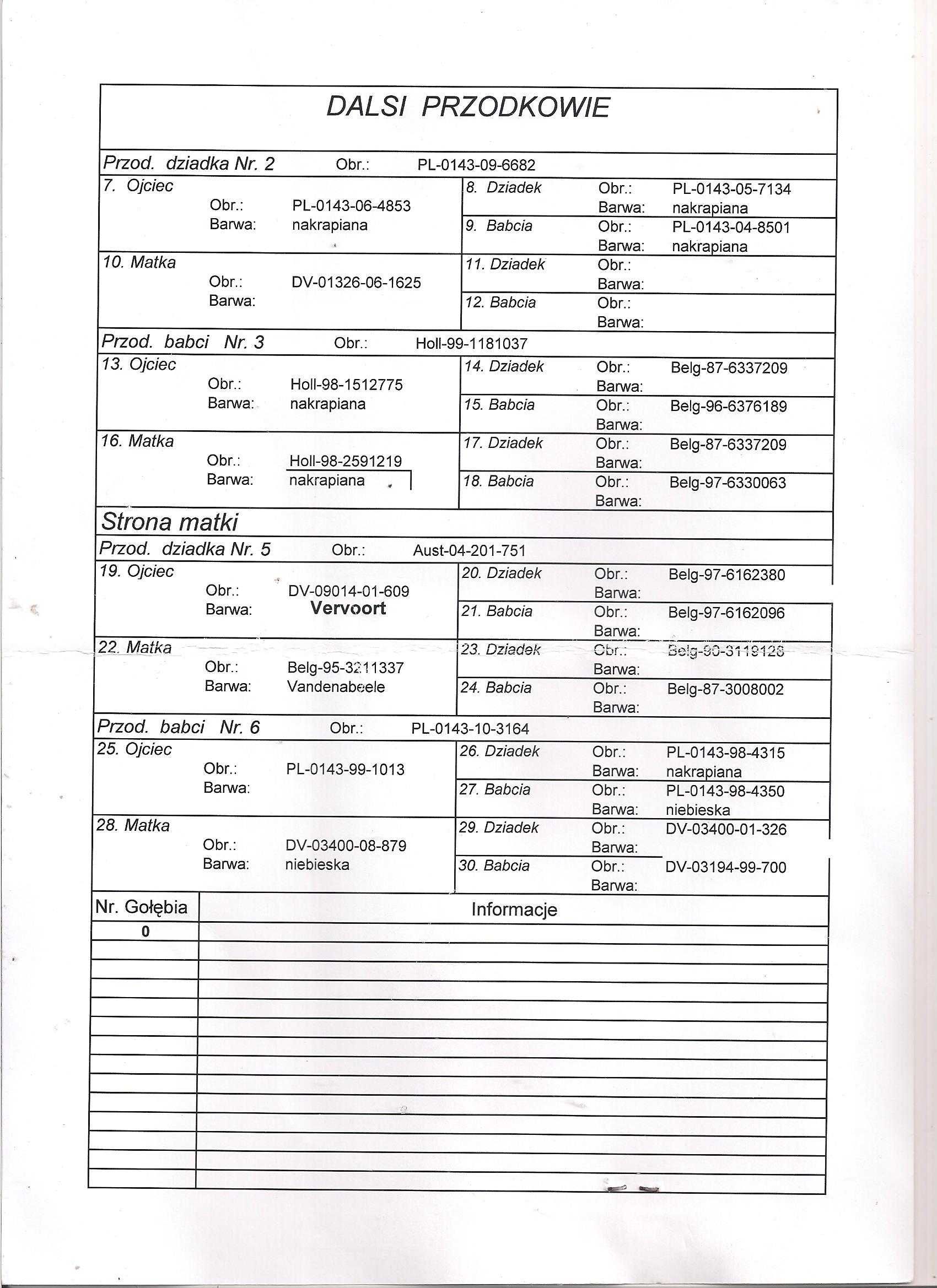 Młode para 113 Oryg. A.M Wiosna Szpak x Dziki gołąb gołębie pocztowe