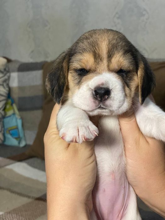 Продам цуценят бігля