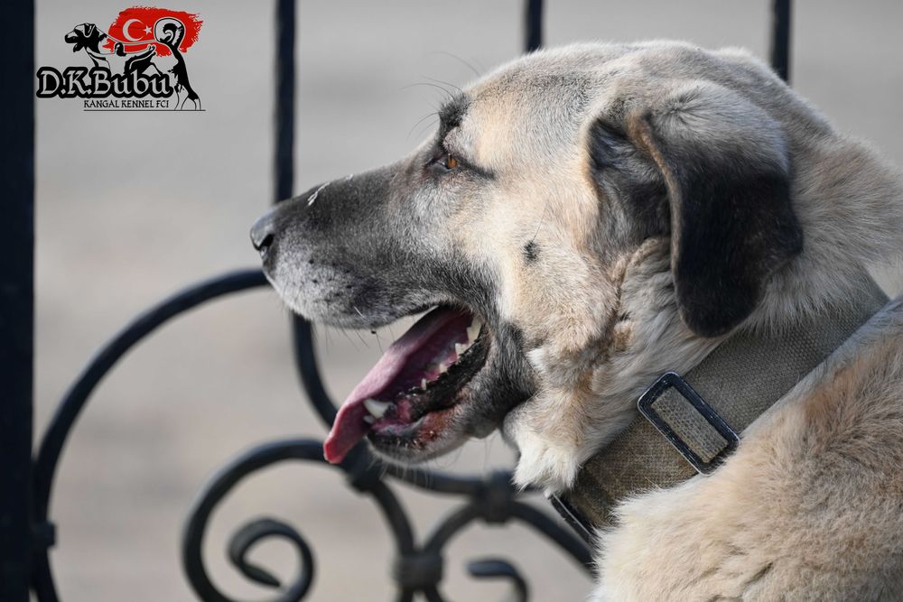 Kangal miot Aren& Bahir hodowla D.K.BUBU FCI