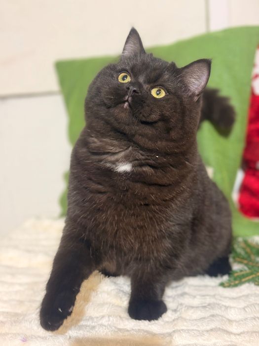 Czekoladowa dziewczynka piękność FPL FIFe