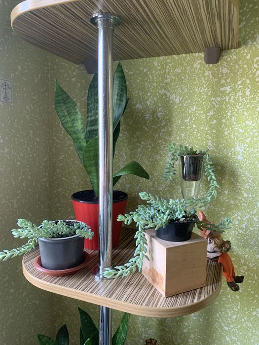 Седум(очиток)Моргана