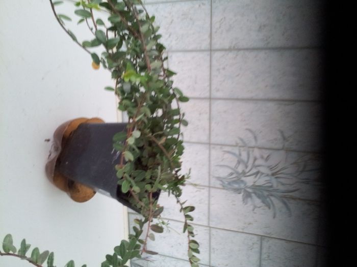 Продам саженец клюквы