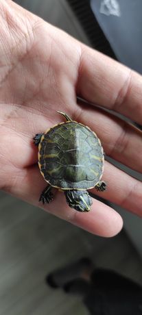 Żółwik wodno-lądowy