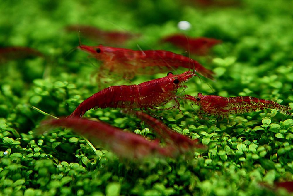 Krewetki Red Chery. Pakiety Po 10 sztuk