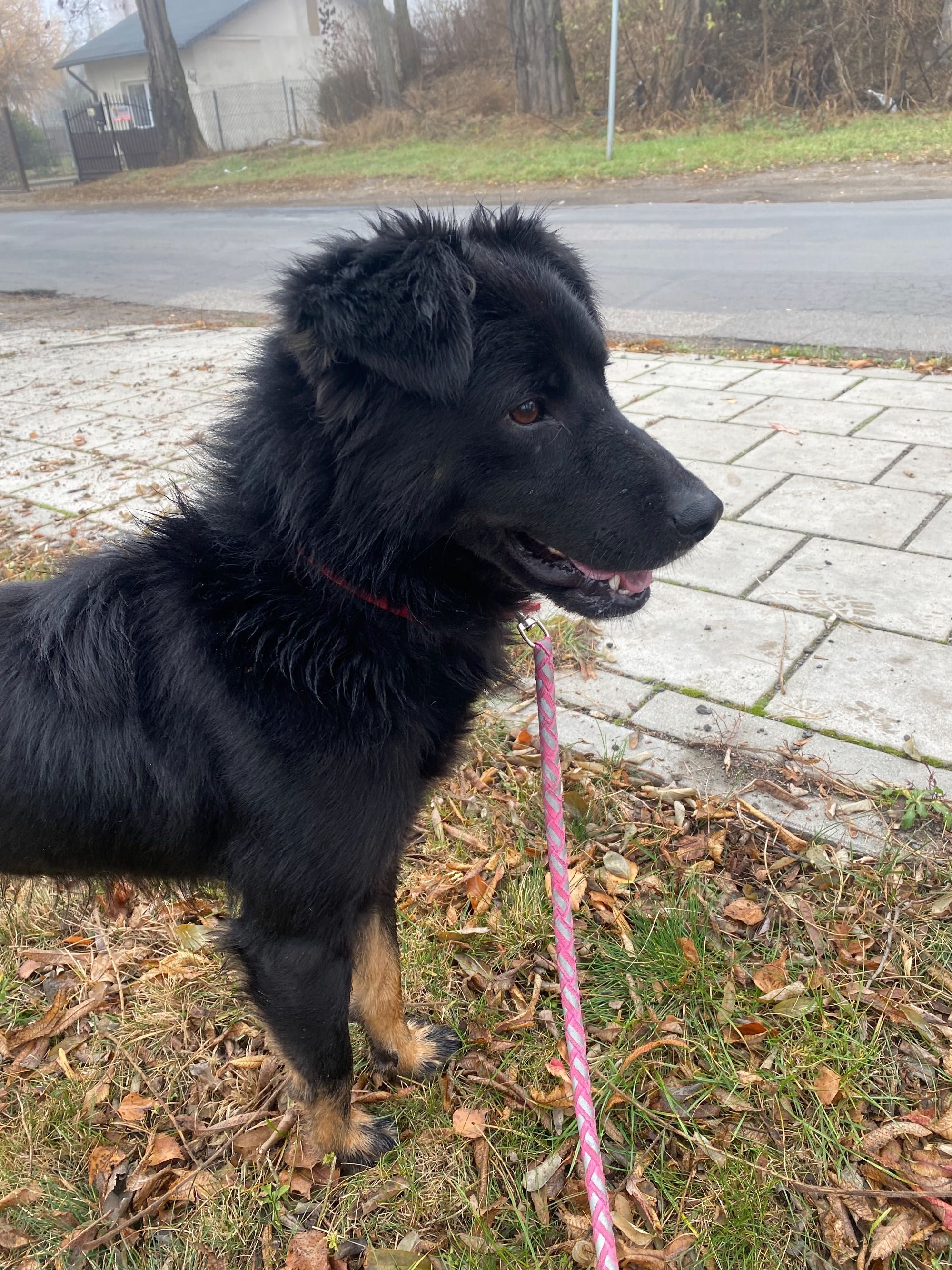 Danny do adopcji pies adoptuj oddam Kalisz Poznań Łódź Wrocław