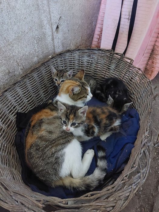 Kotki do adopcji.