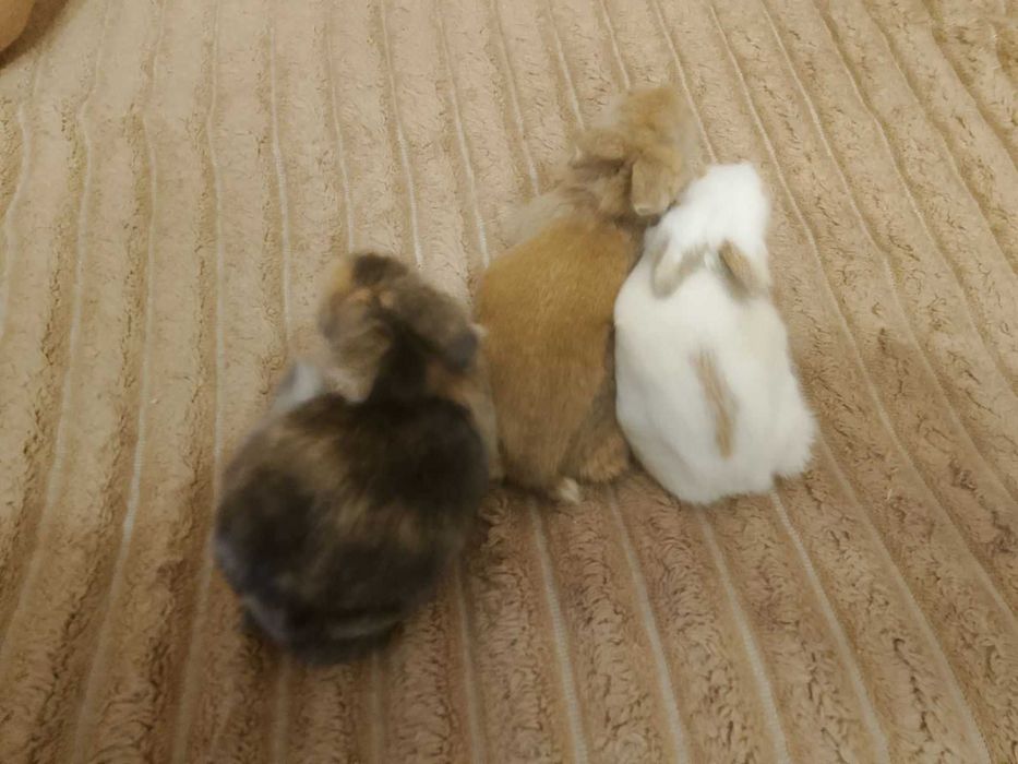 Декоративні кролики