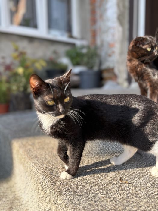 Кошенята дівчатка в добрі руки