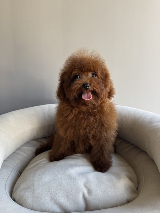 Малюки Той пуделя VIP