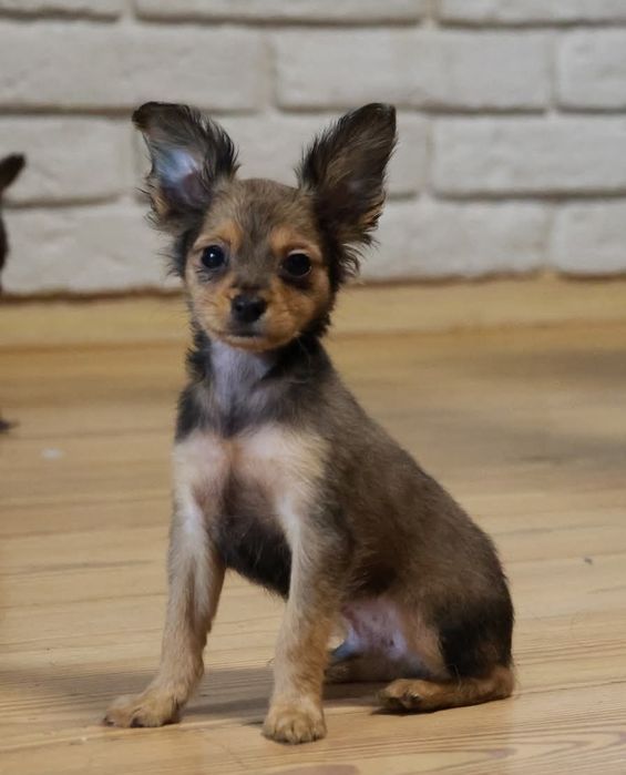 Rosyjski toy dlugowlosy piesek FCI