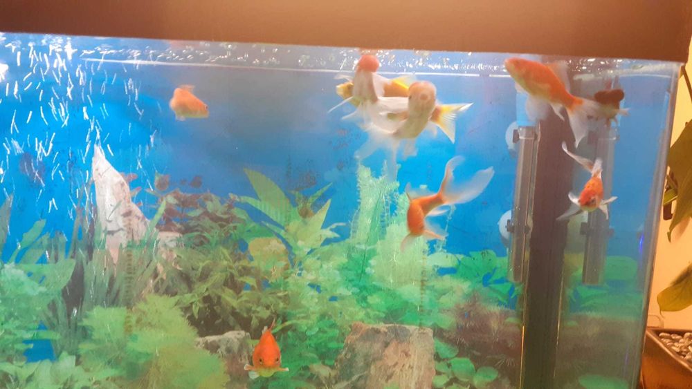 Peixes Quinguios e Cometa