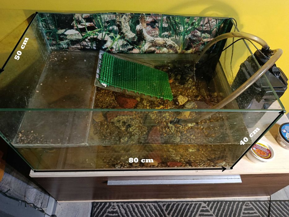 żółw wodno-lądowy