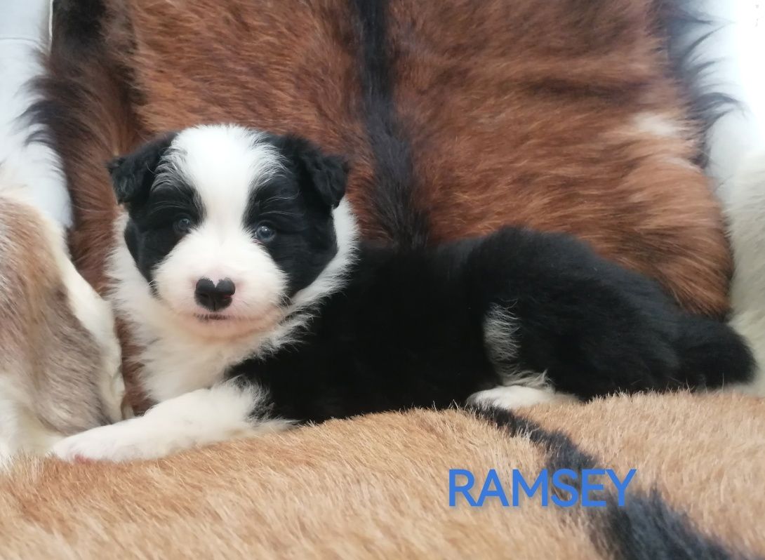 Border Collie Piesek Czarno-Biały