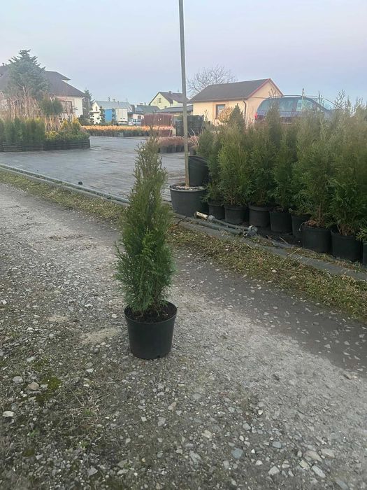 Tuja szmaragd kopane gruntu i rosnące w doniczkach