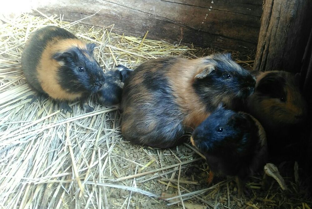 Морские свинки..