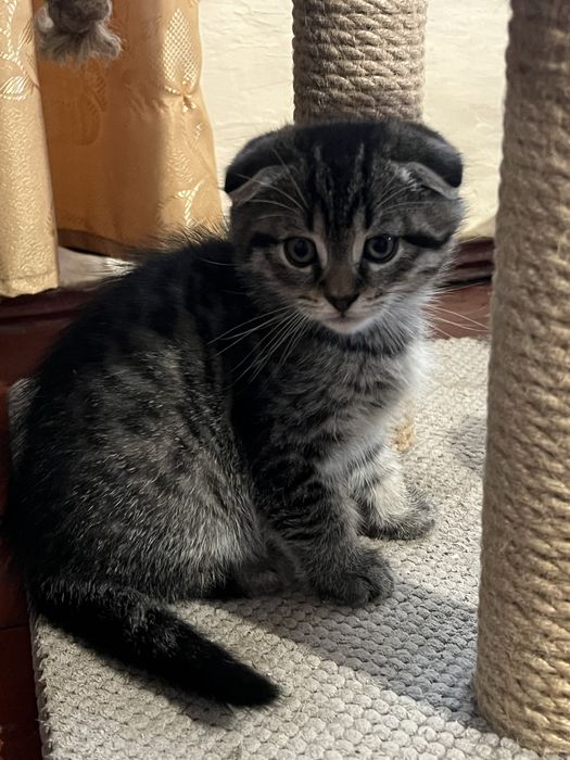 Шотландський висловухий котик