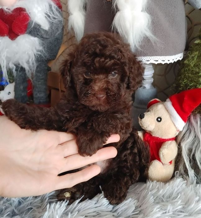 Хлопчик коричневого той пуделя