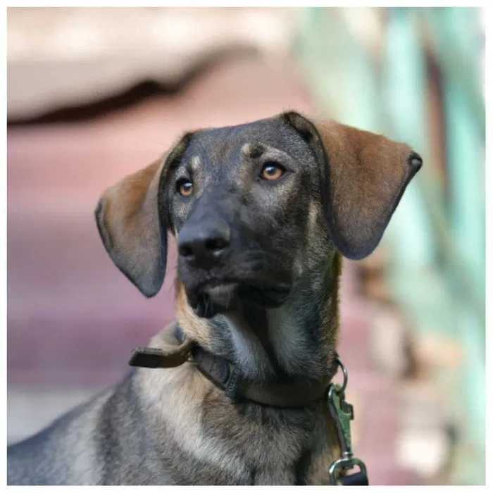 Молодой пес, активный и дружелюбный