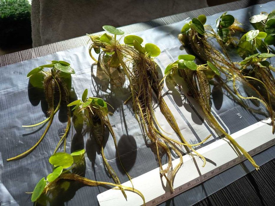 Vendo ou Troco; Amazon Frogbit (Limnobium laevigatum)