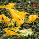 Krewetki Caridina Yellow King Kong gen Galaxy ZAMIANA GRATIS PROMOCJA