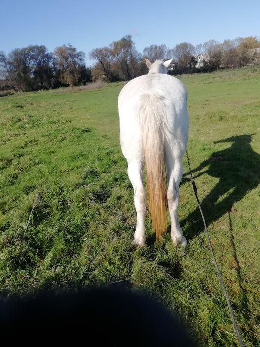 Продається кобила