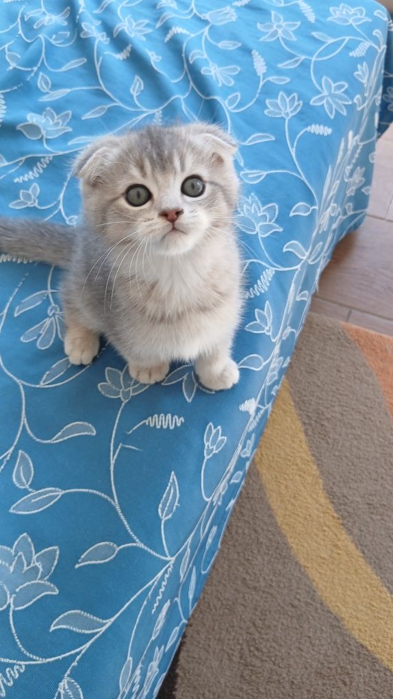 Macho scottish  fold