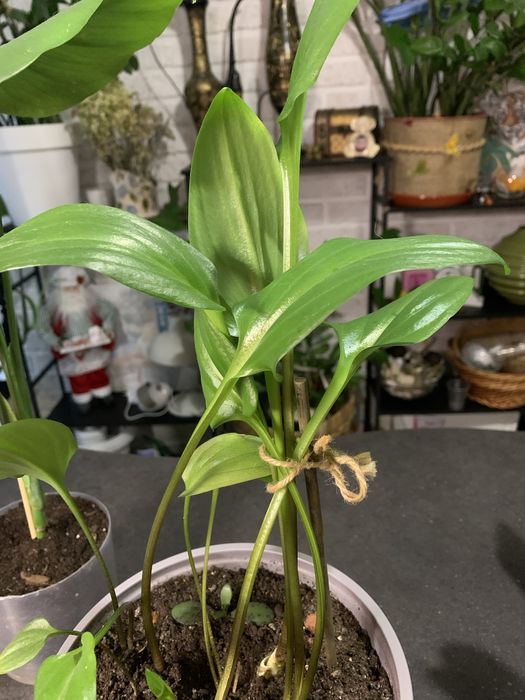 Комнатные цветы