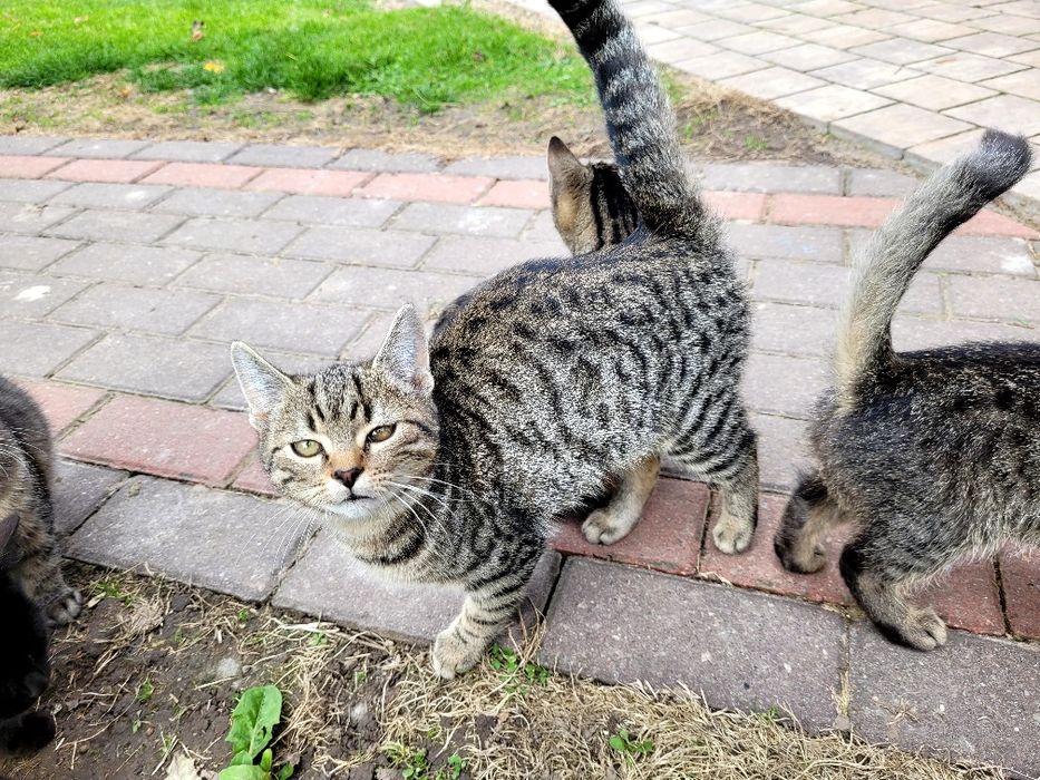 Koty małe do oddania