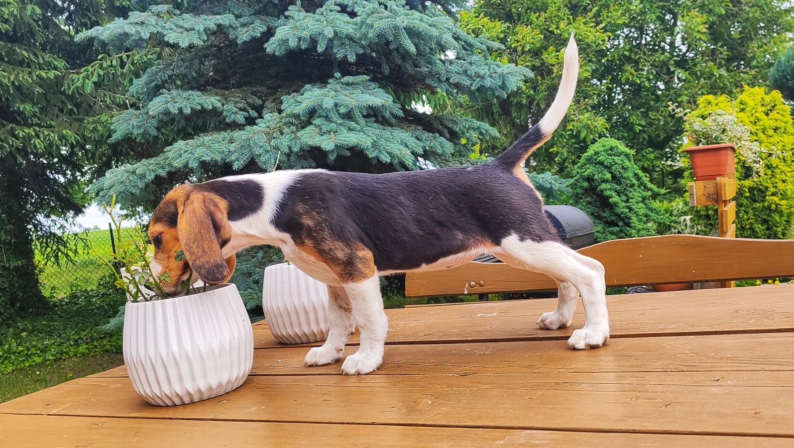 Śliczna Suczka Beagle  • GOTOWA DO ODBIORU •