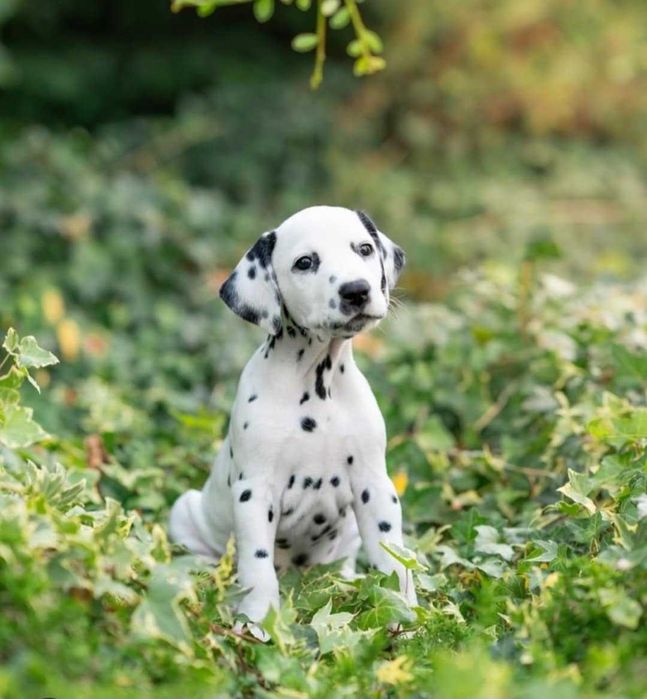 DALMATA « As pintas mais belas de sempre »