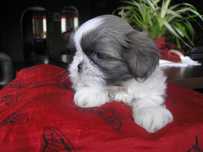 szczeniaczek SHIH TZU miniaturka umowa PASZPORT rodowód