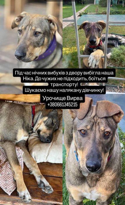 Пропала собака Правый