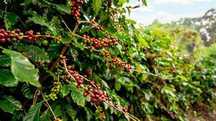 25 sementes  cafe arabica