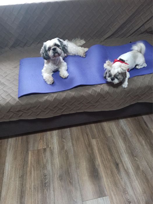 Продам щенков шит-цу