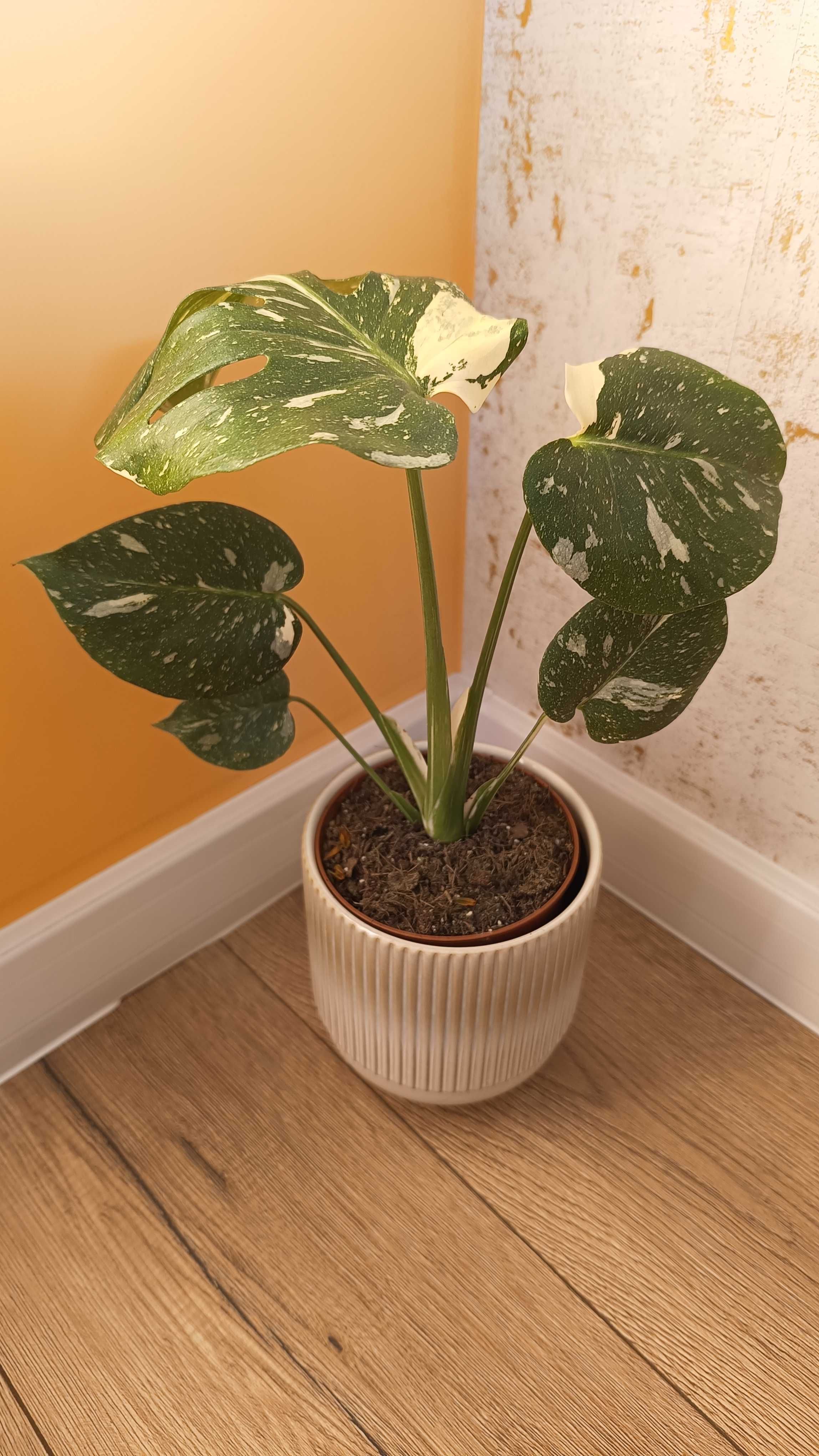 Monstera Thai Constellation