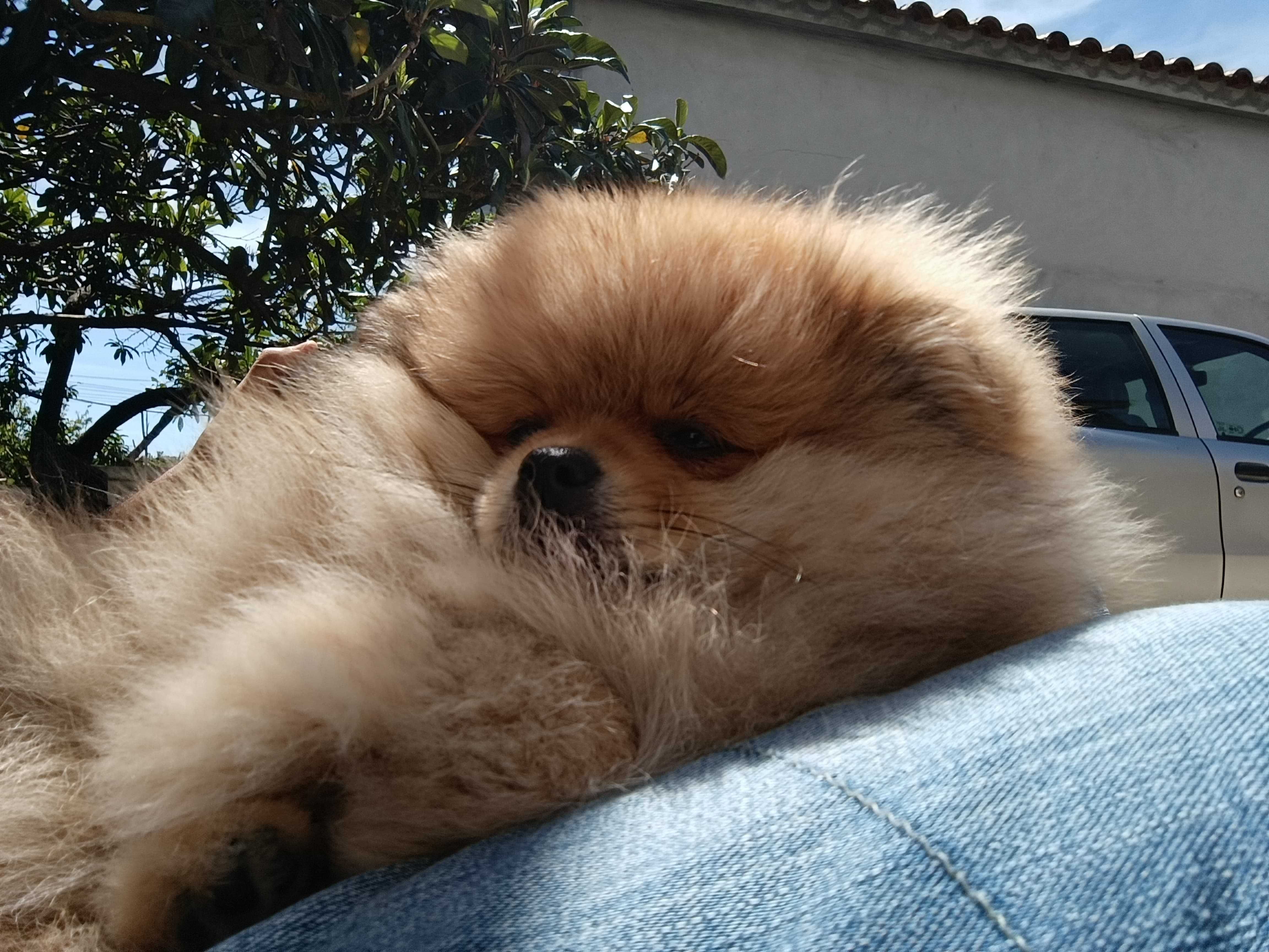 Spitz alemão anão, lulu da pomerânia