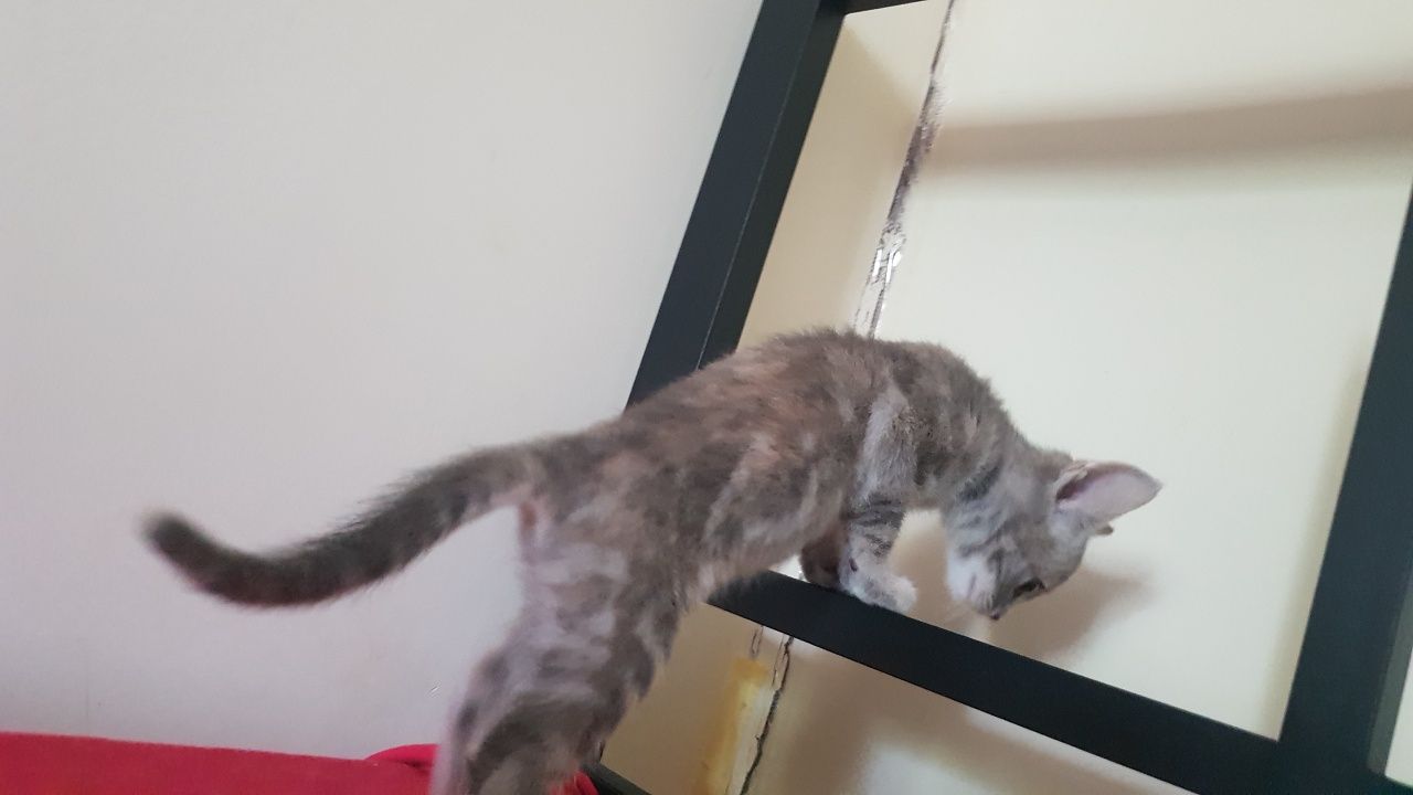Кошечка принцесса Серебринка ищет своего человека :))