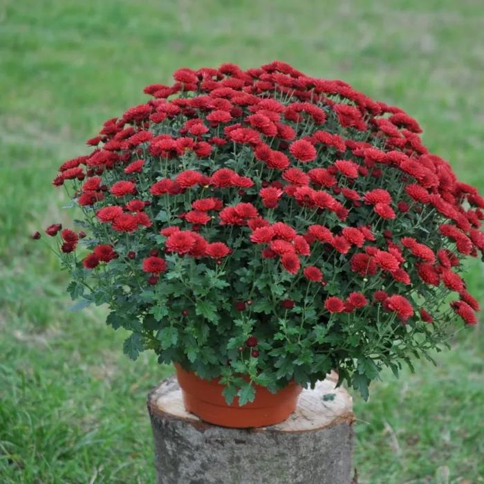 Dąbki chryzantema duża wysyłka lub odbiór osobisty serdecznie zaprasza