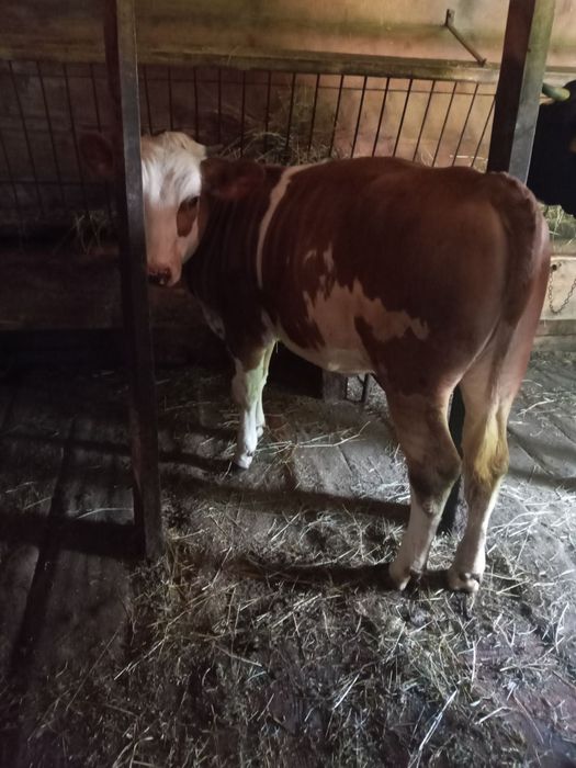 Продається телиця